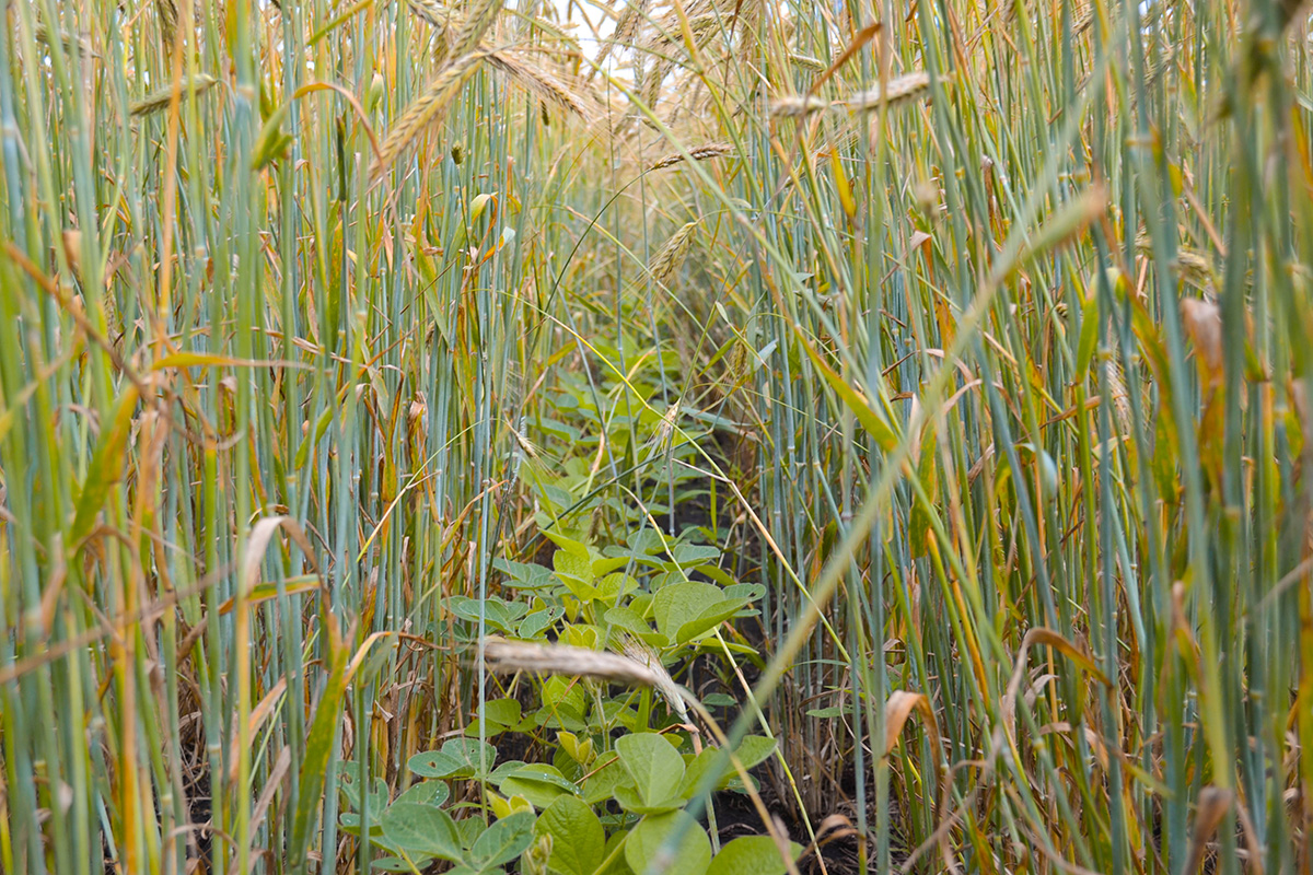 Relay crop trial update